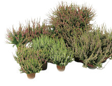 Ljung 'Calluna Vulgaris' Ø17 cm
